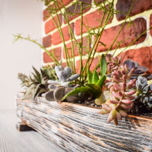 Succulents: พันธุ์และคุณสมบัติของการรักษาที่บ้าน-5