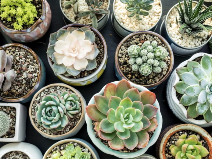 Succulents: พันธุ์และคุณสมบัติของการรักษาที่บ้าน