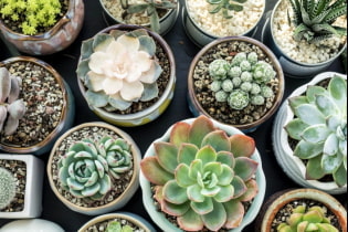 Succulentes: variétés et caractéristiques à garder à la maison