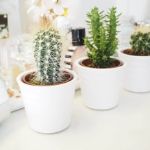 Home cacti-4