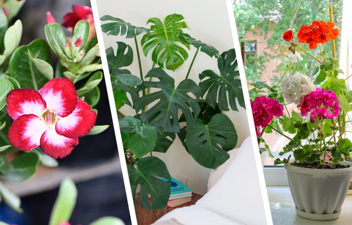 houseplants ที่ไม่ได้อยู่ในห้องนอน