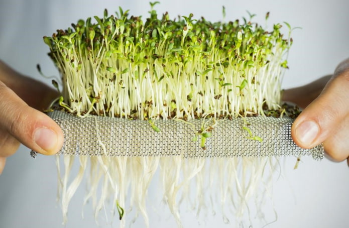 Paano mapalago ang iyong sarili sa microgreens?