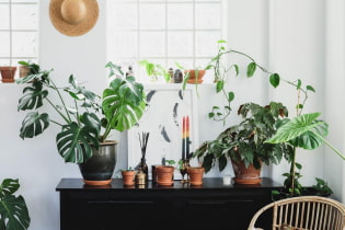 Que peuvent dire les plantes d'intérieur sur l'hôtesse?