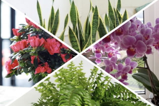 Feng Shui bonnes et mauvaises plantes