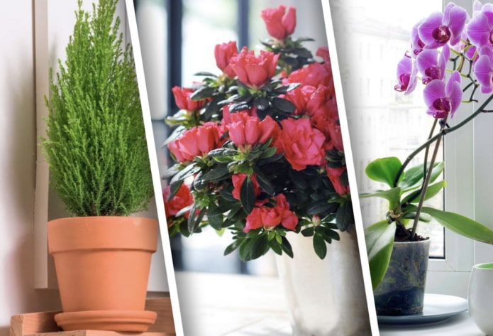 Plantes capricieuses