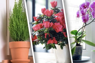 Plantes capricieuses