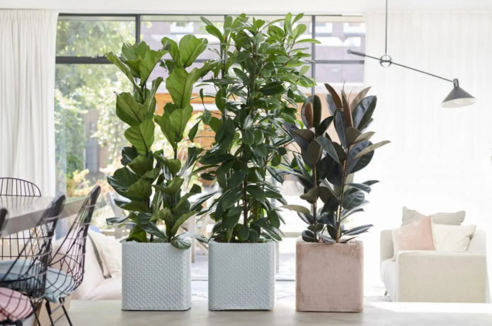 Types de ficus