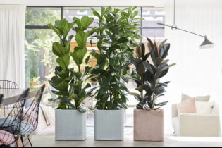 Types de ficus