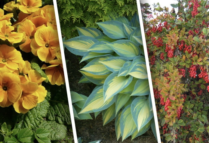 Plantes ombragées pour les chalets d'été