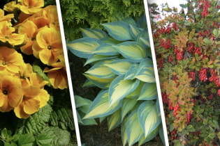 Plantes ombragées pour les chalets d'été